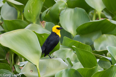 Chrysomus icterocephalus