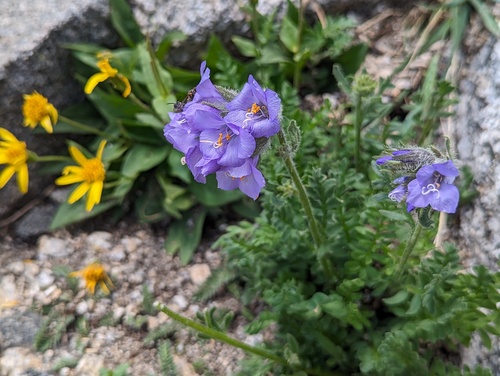 Sticky polemonium (Polemonium viscosum)