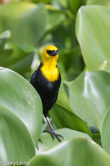 Chrysomus icterocephalus