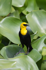 Chrysomus icterocephalus