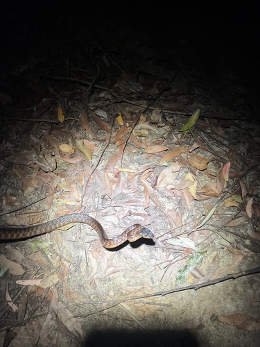 Brown Tree Snake sighting