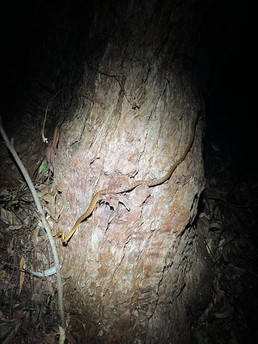 Brown Tree Snake sighting