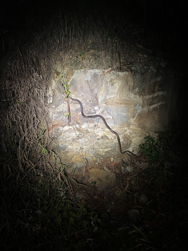 Brown Tree Snake sighting