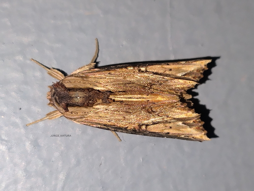 Heterodelta nea