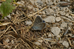 Polyommatus escheri