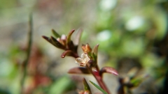 Crassula aquatica