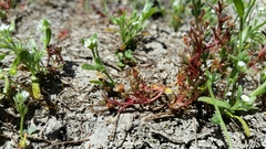 Crassula aquatica