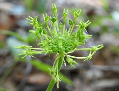 Malaxis brachyrrhynchos