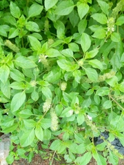 Ocimum americanum