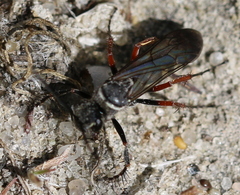 Episyron rufipes