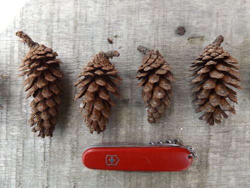 Image of Pinus maximinoi by (c) Dante S. Figueroa, some rights reserved (CC BY-SA)