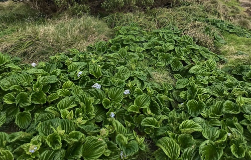 Image of Myosotidium hortensia by no rights reserved