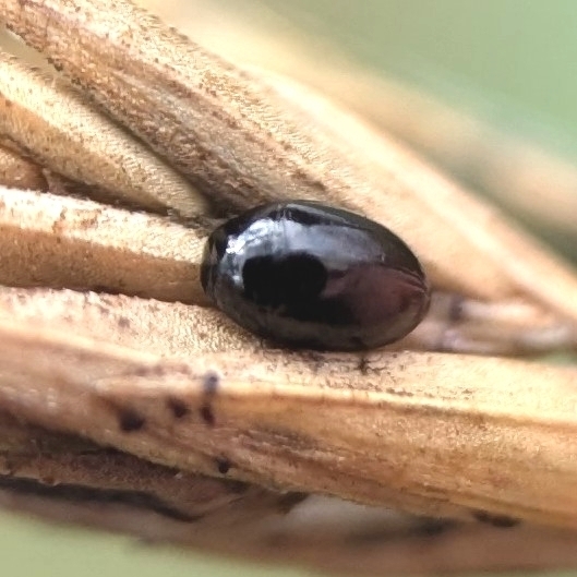 Ergot Beetle
