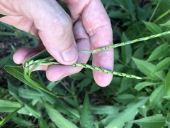 Urochloa platyphylla