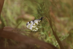 Euchloe simplonia