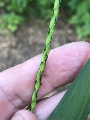 Urochloa platyphylla