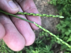 Urochloa platyphylla