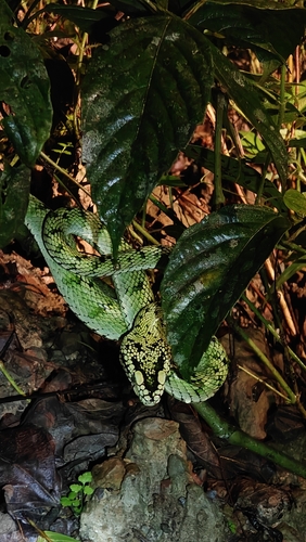 Sumatra Pit Viper