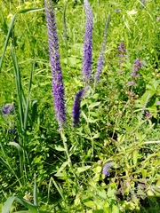 Veronica porphyriana