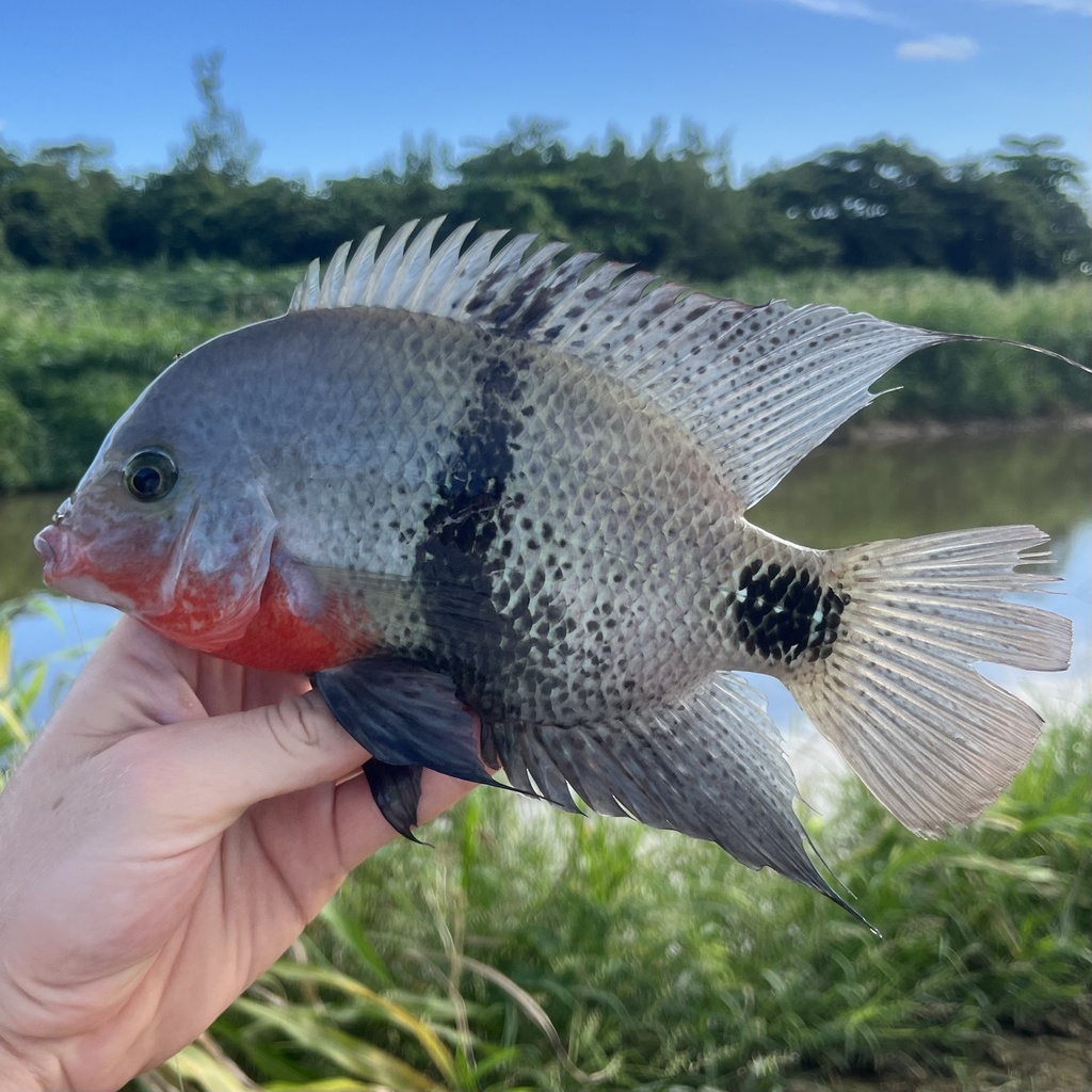 Blackbelt cichlid (Vieja maculicauda) — Cichlidae