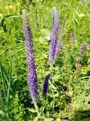 Veronica porphyriana