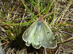 Colias phicomone