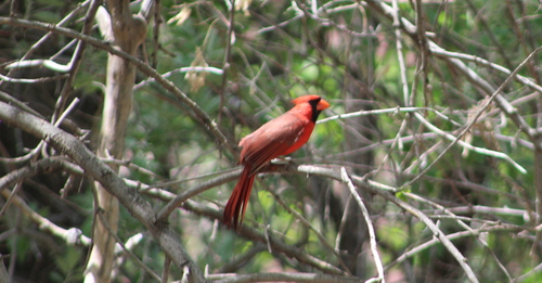Northern Cardinal photographed in Colorado