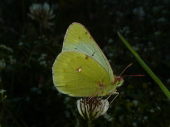 Colias phicomone