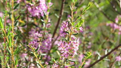 Agathosma crenulata