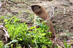 Marmota kastschenkoi