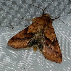 Pyrrhia