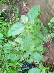 Malvastrum coromandelianum