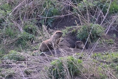 Marmota kastschenkoi