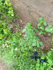 Malvastrum coromandelianum