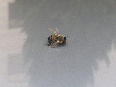 Apis mellifera