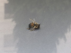 Apis mellifera