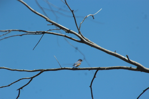 Eastern Bluebird photographed in Colorado