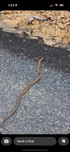 Blue-bellied Black Snake sighting