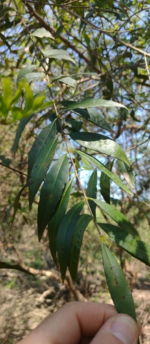 Psidium kennedyanum, 2024-09-17