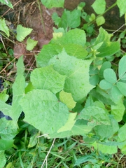 Triumfetta rhomboidea