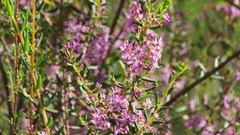 Agathosma crenulata