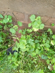 Triumfetta rhomboidea