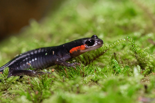 Red-cheeked Salamander