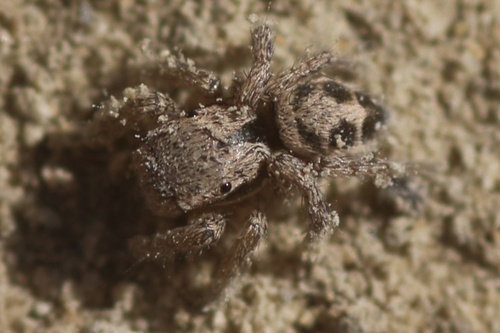Habronattus californicus photo 2