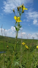 Linum flavum