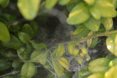 Agelena labyrinthica