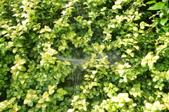 Agelena labyrinthica