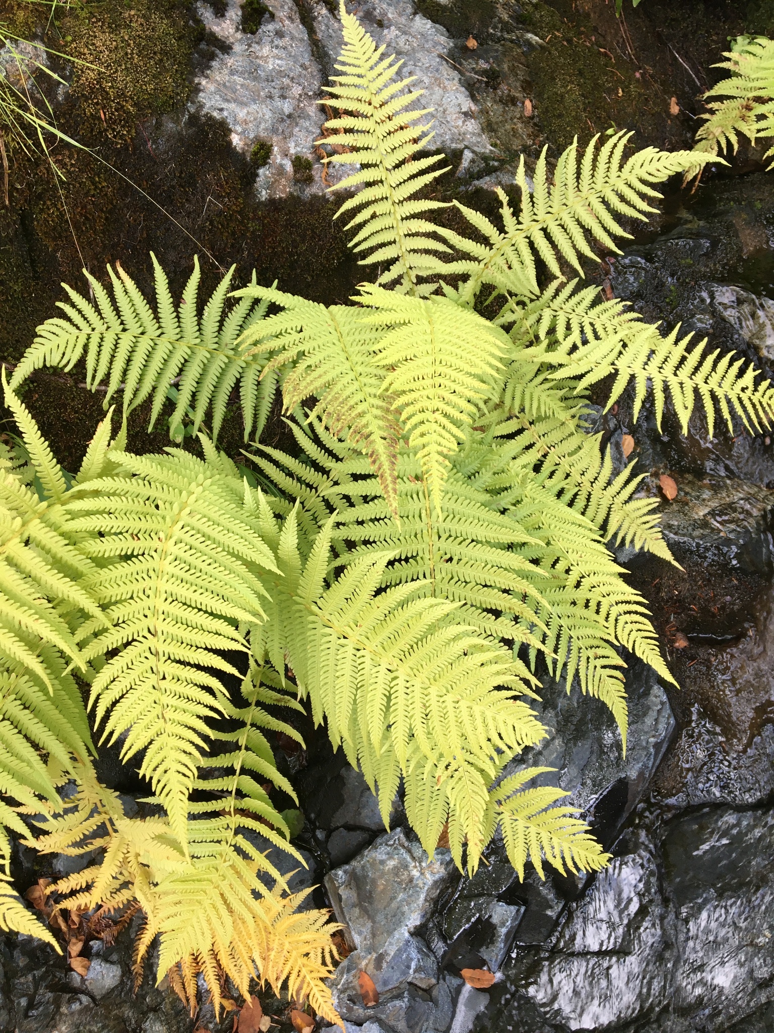 Oreopteris quelpartensis