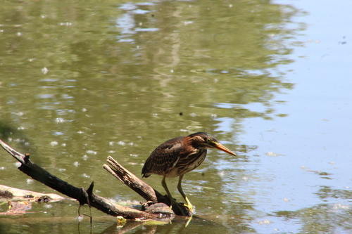 Green Heron photographed in Colorado