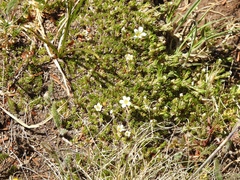 Cherleria